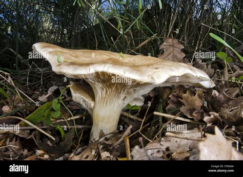 Mushroom (Pleurotus eryngii Stock Photo - Alamy