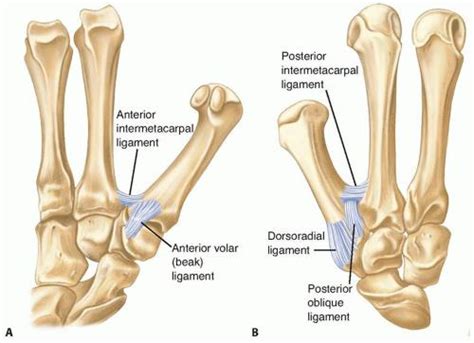 Base Of Thumb Fractures Hand Orthobullets