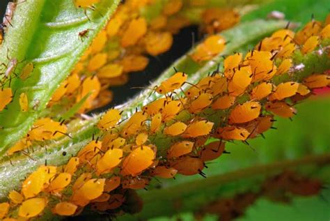 How to Control and Eradicate Aphids | Gardener's Path