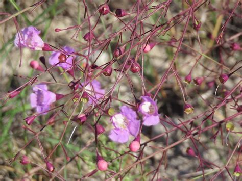 Plateau Agalinis From Burnet County TX USA On October 16 2023 At 10