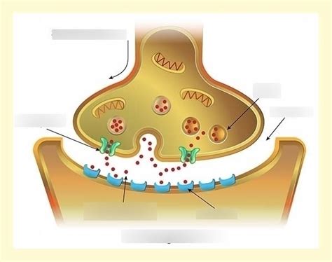 Neurotransmitters Diagram | Quizlet