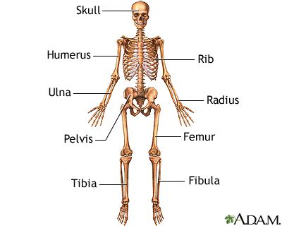 Skeleton Bones Labeled