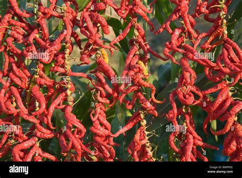 TURKEY Aydin Province Stock Photo - Alamy