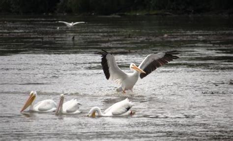 Wildlife on Grand Lake | City of Grove Oklahoma