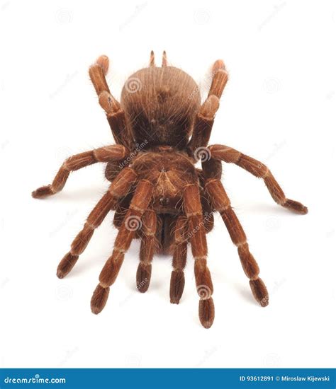 Tarantula Spider, Female Theraphosa Blondi Stock Image - Image of ...