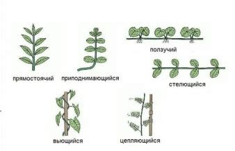 Побеги, цветки, плоды | Quizlet