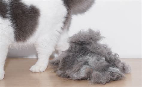 From Furballs To Furniture Managing Cat Molting With The Aumuca Cat B