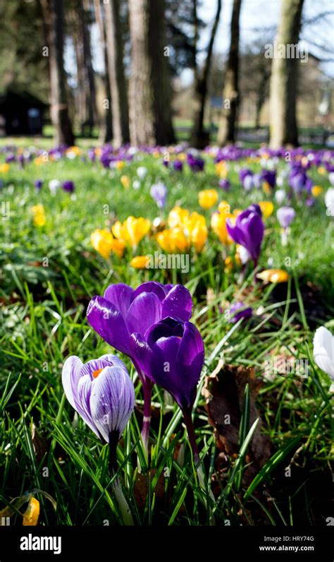 Spring flowers uk hi-res stock photography and images - Alamy