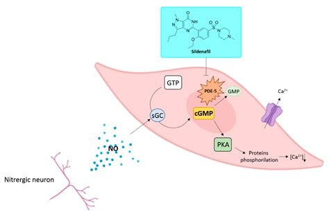 The Potential Role Of Sildenafil In Cancer Management Through Epr