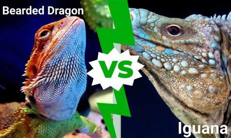 Bearded Dragon vs Iguana: 5 Key Differences - A-Z Animals