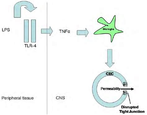 Proposed Model Of Lps Induced Systemic Inflammation That Results In Bbb