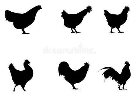 Hen Chicken Silhouette Set Silhouettes Of Hen Chicken Vector