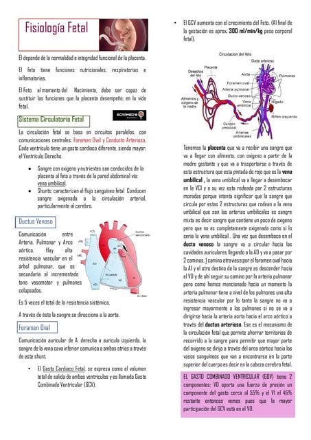 Fisiolog A Fetal Scarlett Ibazeta Udocz