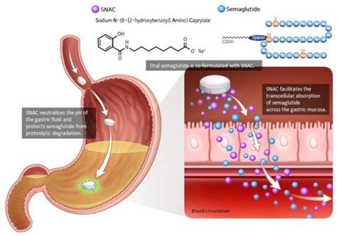 Oral Semaglutide Encyclopedia MDPI