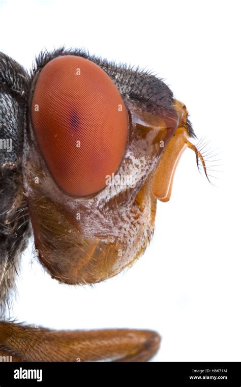 Human Botfly Dermatobia Hominis Belize Stock Photo Alamy