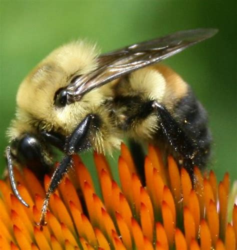 Bombus Griseocollis Brown Belted Bumble Bee Bombus Griseocollis