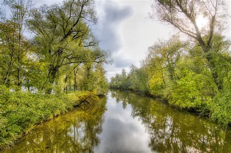 Swamp Marsh Trees - Free photo on Pixabay - Pixabay