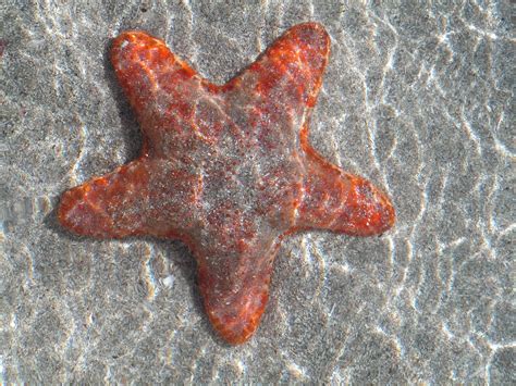 Starfish