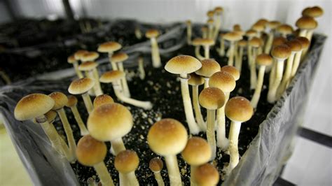 Is Nj Ready To Legalize Psychedelic Mushrooms Nj Spotlight News