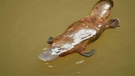 Australias Oldest Known Platypus Living In The Wild Discovered In A