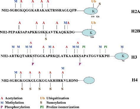 Role Of Hswisnf Associated Prmt5 And Msin3ahdac In The Control Of