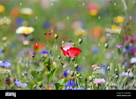 Colorful Flower Meadow Stock Photo Alamy