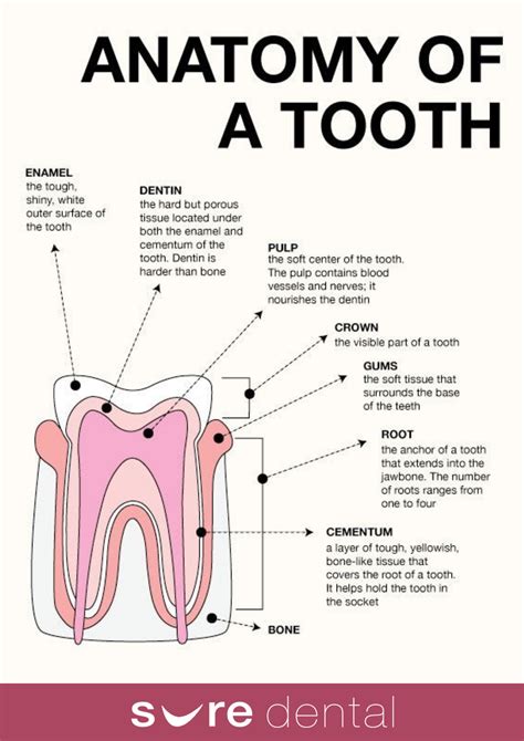 Anatomy Of A Tooth Sure Dental