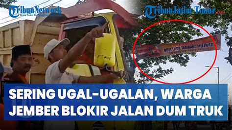 Sering Ugal Ugalan Warga Jember Hentikan Dum Truk Tembang Yang