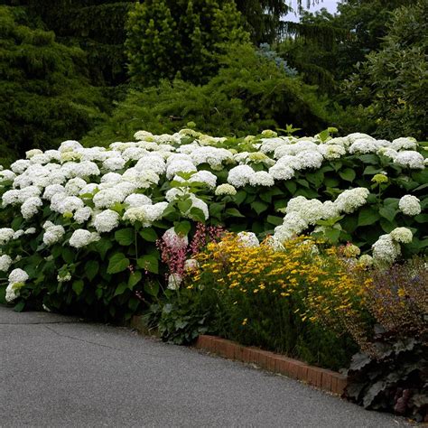 Hydrangea Arborescens Annabelle White Flower Farm