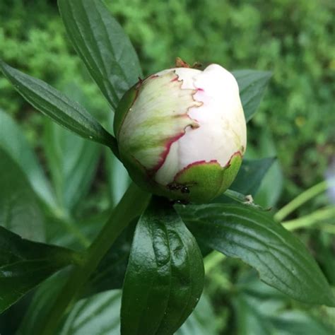 Fourmis Sur Les Fleurs De Pivoine Un Mythe Durable Technospeak