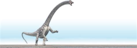 What the Fossils Really Say about Sauropod Dinosaurs | The Institute ...