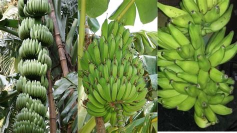 Banana Farming सब्जी वाले केले की खेती क्यों है फायदेमंद और क्या क्या