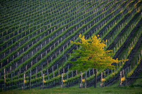 Image Of View Of A Yarra Valley Vineyard Austockphoto