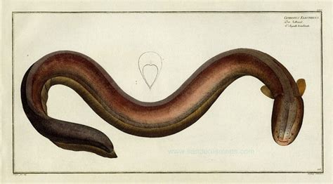 Electric Eel Drawing At Getdrawings Free Download