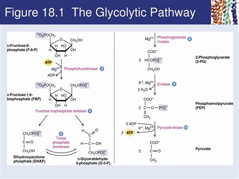 Ppt Chapter 18 Glycolysis Powerpoint Presentation Free Download Id327724