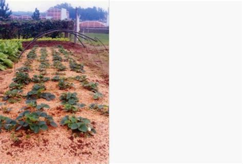 A Cobertura Do Solo Muito Importante Para As Plantas Cultivadas