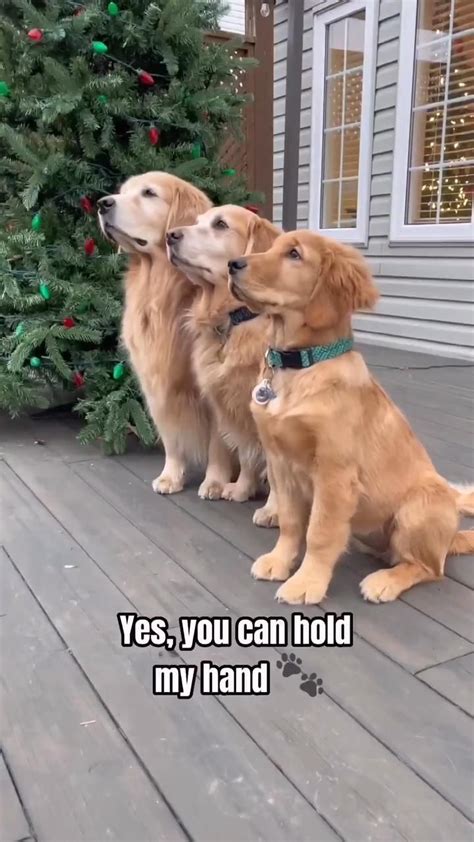 Will You Hold These 3 Beautiful Paws 🐾 😍 Video Cute Dogs Very