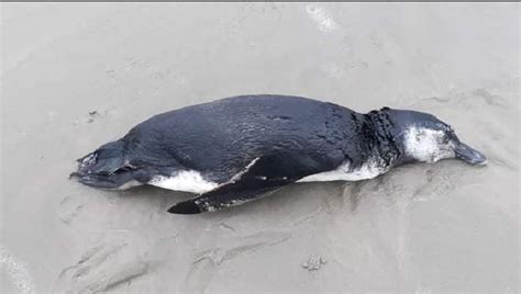 Pinguim Encontrado Morto Em Praia Do Litoral Paulista