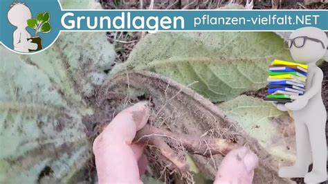 📚 Wurzelsysteme 5 V 5 Pfahlwurzeln And Flachwurzeln 🌱 Botanik