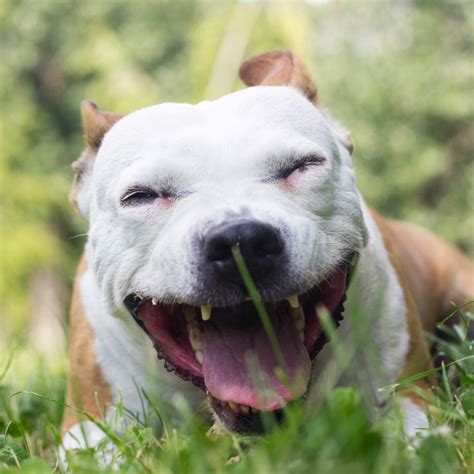 kennel cough  dogs symptoms   treatment tails  tummies