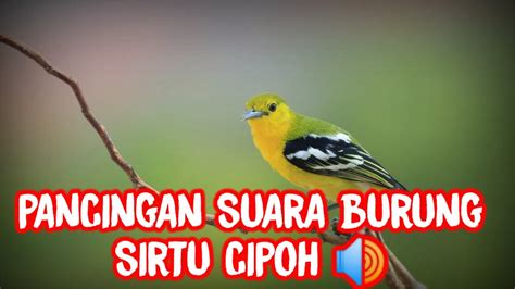 Pancingan Suara Burung Sirtu Cipoh Kicaumania Kicaumaniaindonesia