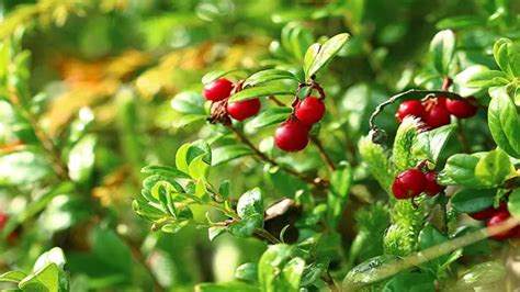 How To Grow Cranberries Expert Techniques For Every Season Forestry