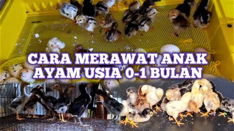 Cara Merawat Anak Ayam Yang Baru Menetas Usia 0 1 Bulan Agar Selalu