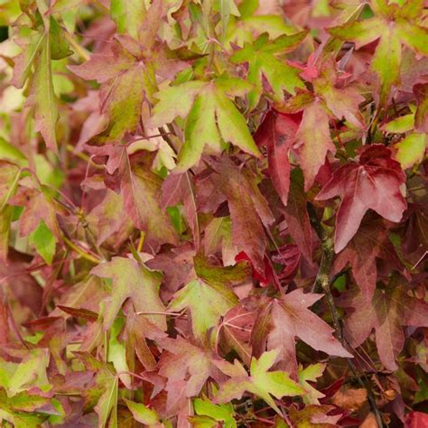 Liquidambar Styraciflua Worplesdon 12l Coolings Garden Centre