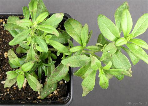 Calibrachoa Tobacco Mosaic Virus Tmv Cooperative Extension