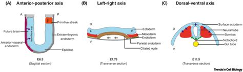 Body Axis Formation In Mouse Embryos A Anterior Posterior