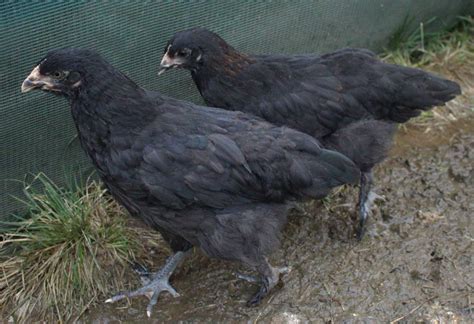 Black Copper Marans Time Progression Of Sexing Updated With Weeks 1 3 Pictures Page 15