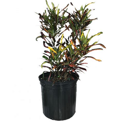 Buy Codiaeum Variegatum Zanzibar Croton Free Shipping Over 100