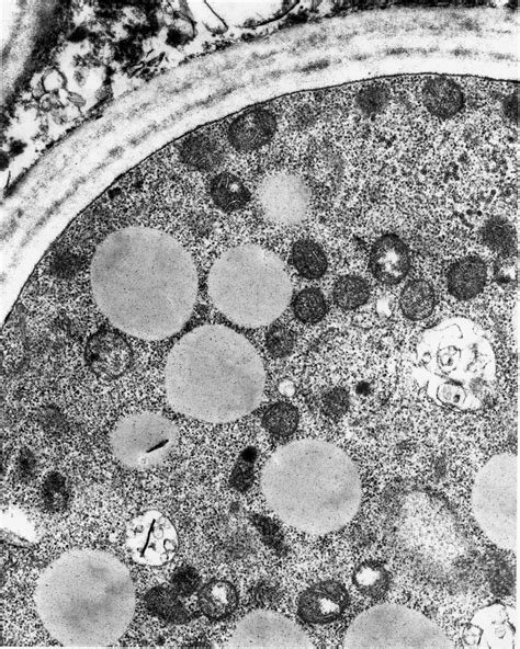 Cell Wall And Cell Membrane Microscope