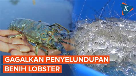 Penyelundup Ratusan Ribu Benih Lobster Ditangkap YouTube